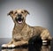 Nice wired hair brown dog relaxing in a gray background