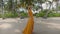 Nice woman in a long yellow dress walking along the sandy tropical beach enjoying the beautiful veiw