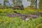 Nice Wooden Forest Brown Log With Broken Branches Against Scenic Fall in Polesye Natural Resort