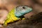 Nice yellow and blue lizard