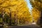 Nice yellow color with ginkgo tree