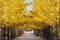 Nice yellow color with ginkgo tree