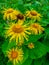 Nice, yellow elecampane flowers with foliage in the garden