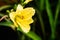 A Nice Yellow Hemerocallis flower