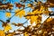 Nice yellow maple leaves nature background abstract macro close up autumn