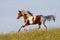 Nice young appaloosa horse running