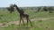 Nice Young Giraffe Walking On Savannah With Bushes And Thorns In Africa