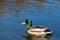 Nice young Mallard duck swiming on lake early spring