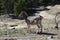 Nice zebra looking at the lands of their domains