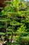 Nicely trimmed tree in a Japanese Garden