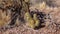 Nichol`s hedgehog cactus, golden hedgehog cactus Echinocereus nicholii, Arizona, USA