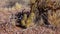 Nichol`s hedgehog cactus, golden hedgehog cactus Echinocereus nicholii, Arizona, USA