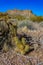 Nichol`s hedgehog cactus, golden hedgehog cactus Echinocereus nicholii, Arizona, USA