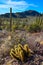 Nichol`s hedgehog cactus, golden hedgehog cactus Echinocereus nicholii, Desert landscape with cacti, Arizona, USA