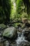 Nichols Falls Track near Dunedin in Otago, South Island, New Zealand