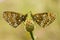 Nickerl`s fritillary - Melitaea aurelia.