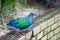 Nicobar pigeon