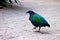 Nicobar Pigeon