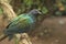 Nicobar pigeon