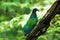 Nicobar Pigeon