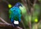 Nicobar Pigeon