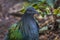 Nicobar Pigeon