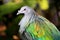 Nicobar Pigeon