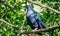 Nicobar pigeon on a branch