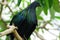 The Nicobar pigeon Caloenas nicobarica