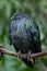 Nicobar Pigeon - Caloenas nicobarica, beautiful iconic pigeon