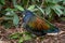 Nicobar Pigeon - Caloenas nicobarica, beautiful iconic pigeon