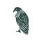 Nicobar pigeon design vector illustration. Nicobar pigeon Silhouette. Bird design template
