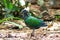 Nicobar pigeon, Nicobar dove in the nature