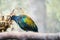 The Nicobar pigeon is a pigeon found on small islands and in coastal regions from the Andaman and Nicobar Islands, India, east