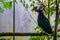 Nicobar pigeon sitting on a branch in the aviary, Tropical bird from the nicobar islands