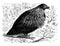 Nicobar pigeon, vintage engraving