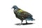 Nicobar Pigoen bird, beuatiful green and dark blue bird on the i