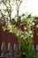 Nicotiana alata flowers against sky and fence