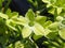 Nicotiana alata - jasmine tobacco, sweet tobacco, winged tobacco