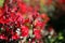 Nicotiana alata. Red Flowering Tobacco