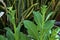 Nicotiana alata tobacco plant growing in garden