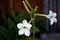 Nicotiana alata tobacco plant trumpet flower stalks