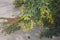 Nicotiana glauca in bloom