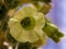 Nicotiana rustica, Tobacco plant blooming