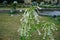 Nicotiana sylvestris blooms with white flowers in July. Potsdam, Germany