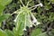 Nicotiana sylvestris, Woodland tobacco