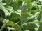 Nicotiana tabacum fresh leaves