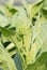 Nicotiana tabacum herbaceous plant