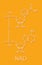 Nicotinamide adenine dinucleotide NAD coenzyme molecule. Important coenzyme in many redox reactions. Skeletal formula.