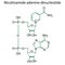 Nicotinamide formula. Line drawing. Vector illustration. Stock image.